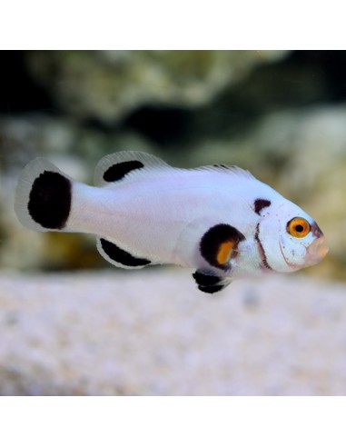 Amphiprion ocellaris platinum storm