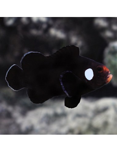 Amphiprion ocellaris domino
