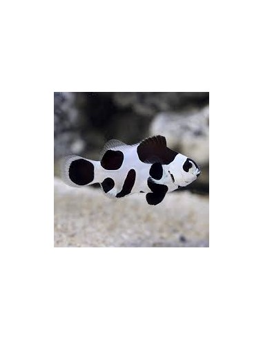 Amphiprion ocellaris black storm