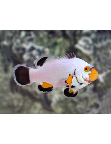 Amphiprion percula platinum