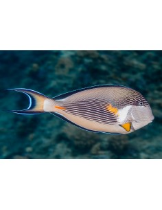 Acanthurus sohal