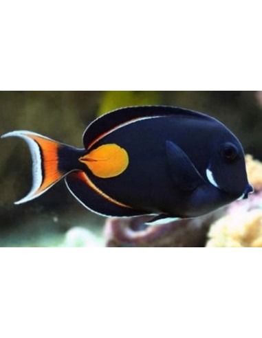 Acanthurus achilles