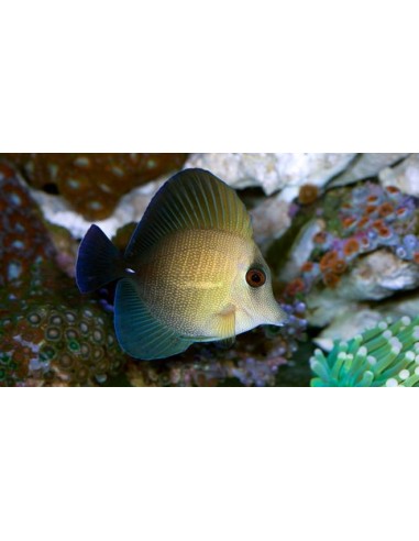 Zebrasoma scopas