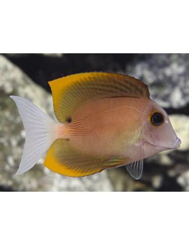 Ctenochaetus tominiensis