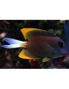 Ctenochaetus tominiensis 2