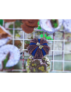 Mespilia globulus 2