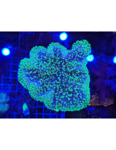 Sarcophyton spp. Fluor... 2