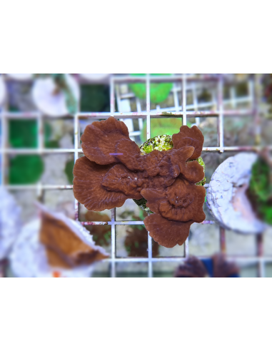 Montipora capricornis red