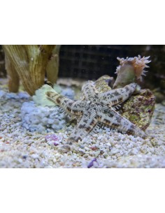 Archaster typicus