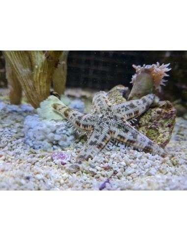 Archaster typicus