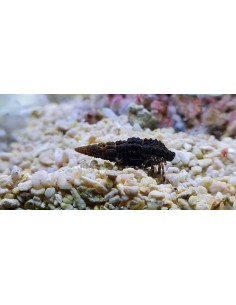 Hermit crab T size