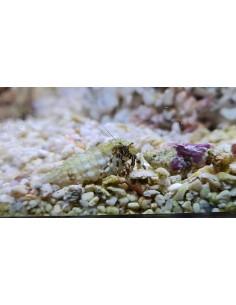Hermit crab T size 2