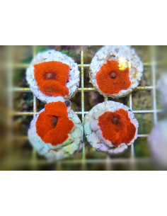Discosoma ferrugatus (Red)... 2