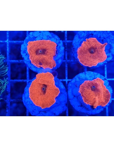 Discosoma ferrugatus (Red) (1 gb)