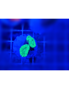 Caulastrea curvata (3 головы) 2