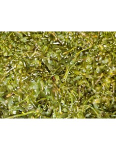 Caulerpa prolifera 1l 2