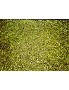 Caulerpa prolifera 1l