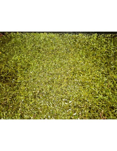 Caulerpa prolifera 1l