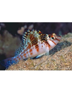 Cirrhitichthys falco