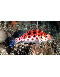 Cirrhitichthys oxycephalus