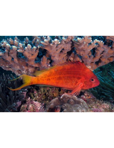 Cyprinocirrhites polyactis