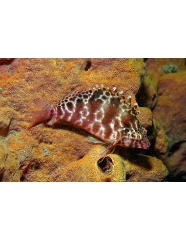 Cirrhitichthys aprinus