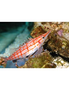 Oxycirrhites typus