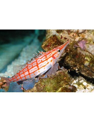 Oxycirrhites typus