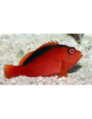 Neocirrhites armatus