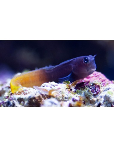 Ecsenius bicolor