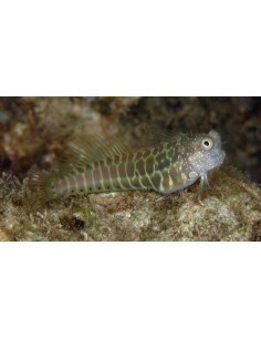 Salarias segmentatus