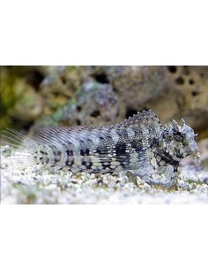 Salarias fasciatus