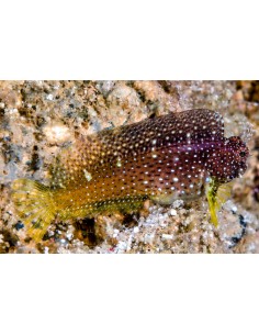 Salarias ramosus