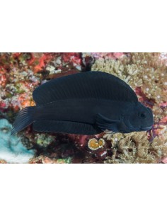 Atrosalarias fuscus