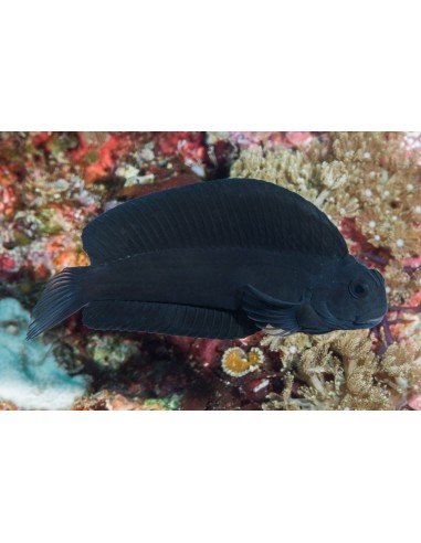 Atrosalarias fuscus