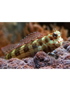 Blenniella chrysospilos