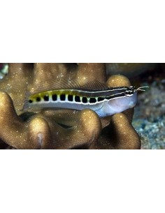 Ecsenius lineatus