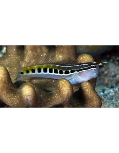 Ecsenius lineatus