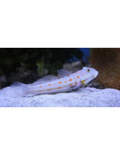 Valenciennea puellaris