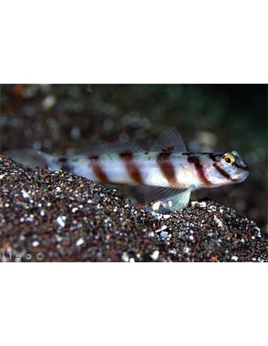 Amblyeleotris diagonalis