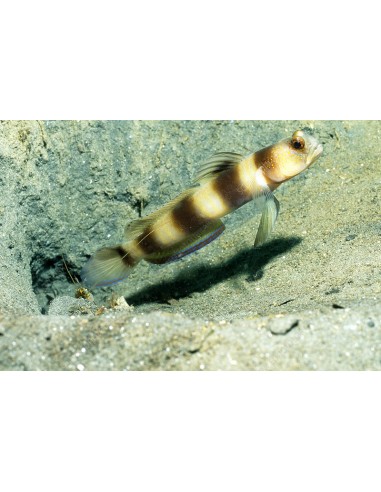 Amblyeleotris fontanesii