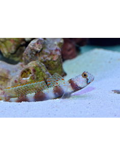 Amblyeleotris latifasciata