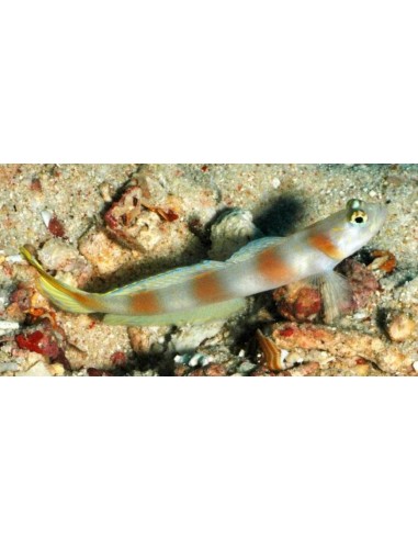 Amblyeleotris steinitzi