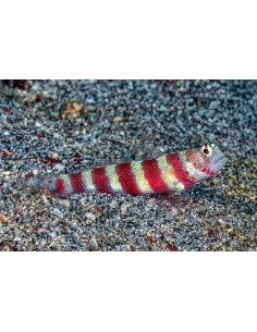Amblyeleotris wheeleri
