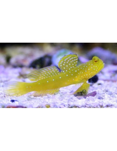 Cryptocentrus cinctus