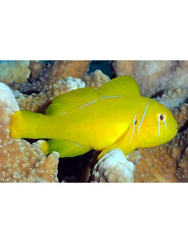 Gobiodon citrinus