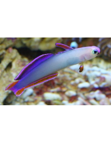Nemateleotris exquisita