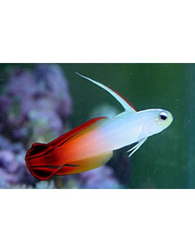 Nemateleotris magnifica