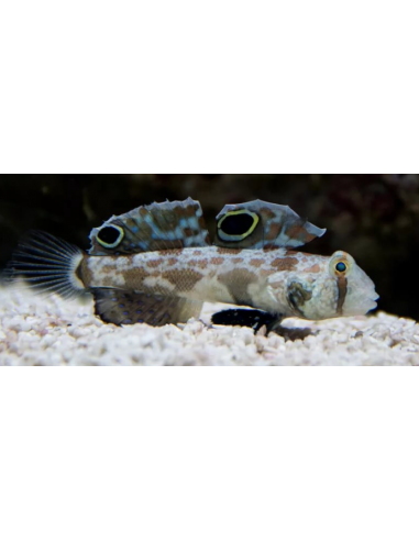 Signigobius biocellatus