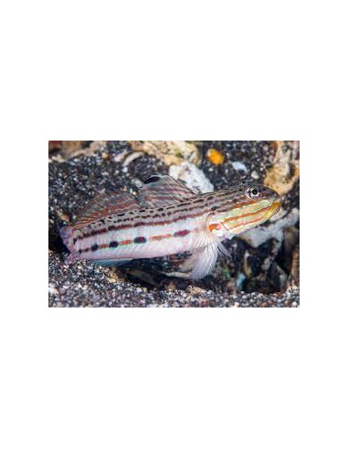 Valenciennea muralis